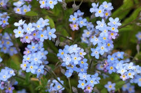 Attēlu rezultāti vaicājumam “Myosotis”