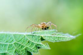 Attēlu rezultāti vaicājumam “Xysticus ulmi adult”