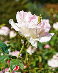 Image result for White Rose Triathletes