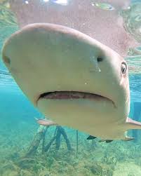 Image result for Negaprion brevirostris