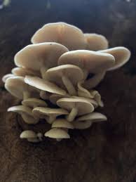 Attēlu rezultāti vaicājumam “Hypsizygus ulmarius”