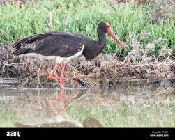 Attēlu rezultāti vaicājumam “Ciconia nigra adult”