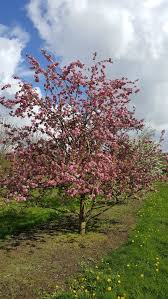 Attēlu rezultāti vaicājumam “Malus”