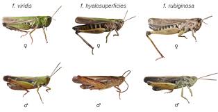 Attēlu rezultāti vaicājumam “Omocestus viridulus”