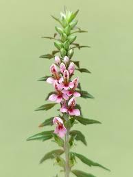 Attēlu rezultāti vaicājumam “Odontites vulgaris leaf”