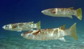 Image result for Crenimugil seheli