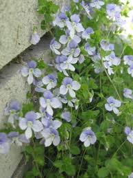 Attēlu rezultāti vaicājumam “Veronica filiformis”