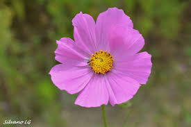 Image result for Schmuckkörbchen