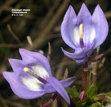 Attēlu rezultāti vaicājumam “Lobeliaceae”