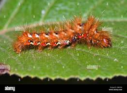 Attēlu rezultāti vaicājumam “Acronicta rumicis imago”