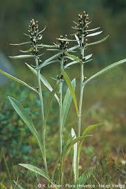 Attēlu rezultāti vaicājumam “Gnaphalium sylvaticum leaf”