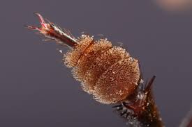 Attēlu rezultāti vaicājumam “Quedius dilatatus”