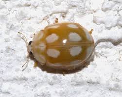 Attēlu rezultāti vaicājumam “Calvia decemguttata imago”