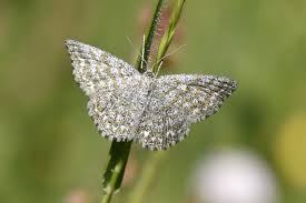 Attēlu rezultāti vaicājumam “Scopula immorata”