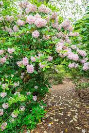 Image result for Arboretum Trompenburg