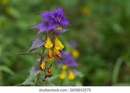 Attēlu rezultāti vaicājumam “Melampyrum nemorosum flower”