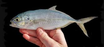 Image result for Caranx crysos