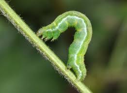 Attēlu rezultāti vaicājumam “Anticollix sparsata”