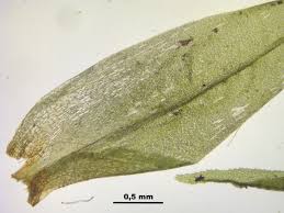 Attēlu rezultāti vaicājumam “Dicranum bonjeanii”