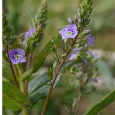 Attēlu rezultāti vaicājumam “Veronica anagallis-aquatica fruit”