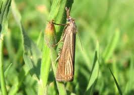 Attēlu rezultāti vaicājumam “Chrysoteuchia culmella”