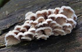 Attēlu rezultāti vaicājumam “Schizophyllum commune”