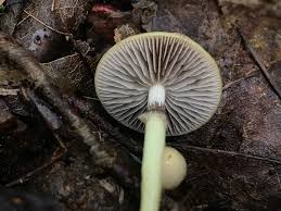 Attēlu rezultāti vaicājumam “Protostropharia alcis”