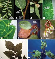Attēlu rezultāti vaicājumam “Urtica dioica fruit”