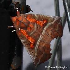 Attēlu rezultāti vaicājumam “Scoliopteryx libatrix”