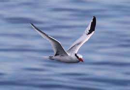 Image result for Phaethon aethereus