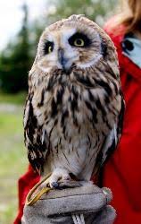 Attēlu rezultāti vaicājumam “Asio flammeus adult”