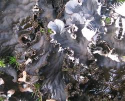 Attēlu rezultāti vaicājumam “Peltigera praetextata”