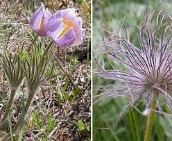 Image result for Pulsatilla