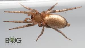 Attēlu rezultāti vaicājumam “Gnaphosidae”