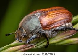 Attēlu rezultāti vaicājumam “Phyllopertha horticola”