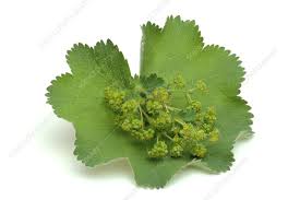 Attēlu rezultāti vaicājumam “Alchemilla vulgaris aggr. leaf”
