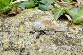 Attēlu rezultāti vaicājumam “Stauropus fagi”