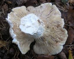 Attēlu rezultāti vaicājumam “Lactarius bertillonii”