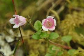 Attēlu rezultāti vaicājumam “Linnaea borealis leaf”