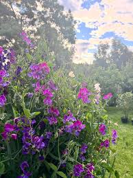 Attēlu rezultāti vaicājumam “Lathyrus latifolius flower”