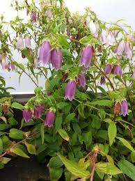 Image result for Campanula formanekiana