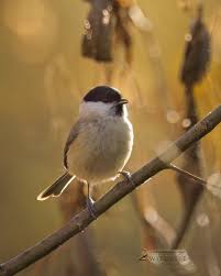 Attēlu rezultāti vaicājumam “Poecile palustris”