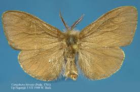 Attēlu rezultāti vaicājumam “Canephora hirsuta”