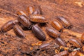 Attēlu rezultāti vaicājumam “Armadillidium pulchellum”