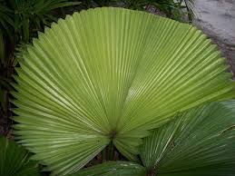 Attēlu rezultāti vaicājumam “Alisma plantago-aquatica leaf”