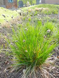 Attēlu rezultāti vaicājumam “Sesleria caerulea fruit”