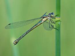 Attēlu rezultāti vaicājumam “Lestes dryas female”