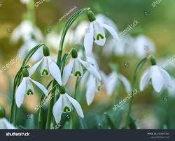 Attēlu rezultāti vaicājumam “Galanthus nivalis flower”