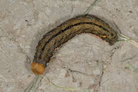 Attēlu rezultāti vaicājumam “Trachea atriplicis”