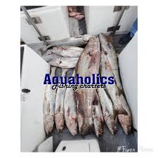 Image result for Petrus rupestris